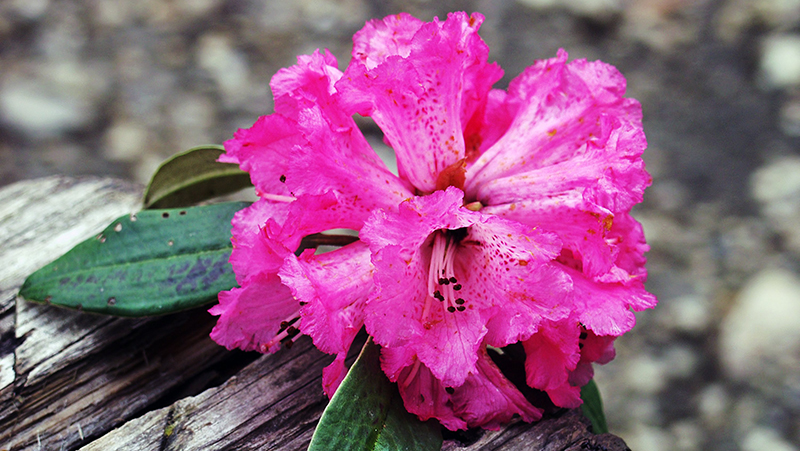 how to grow rhododendron 2