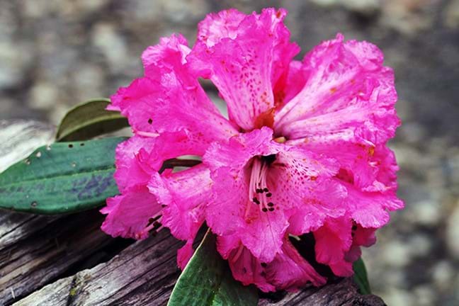 how to grow rhododendron 2