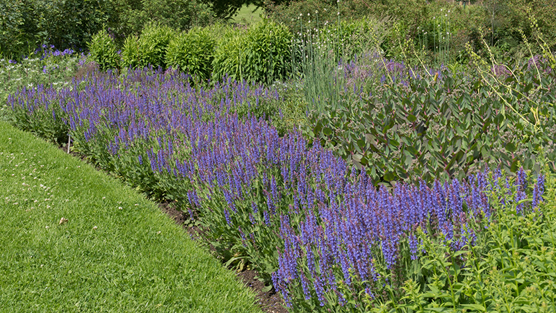 how to grow salvias 2