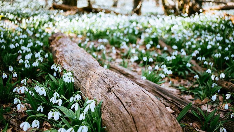 how to grow snowdrops 2
