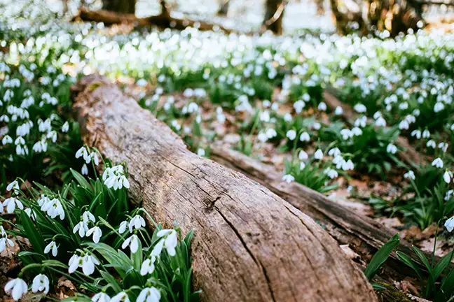 how to grow snowdrops 2