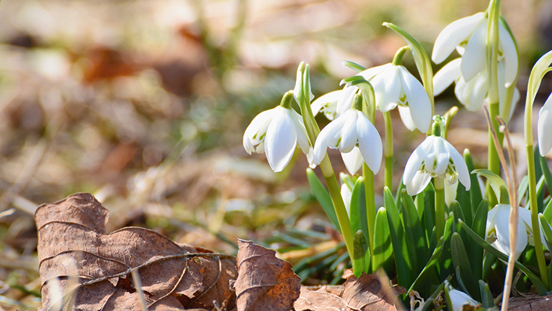 how to grow snowflakes 2