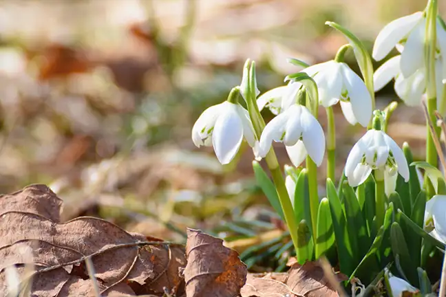 how to grow snowflakes 2