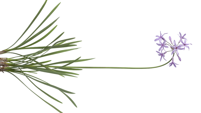 how to grow society garlic 2