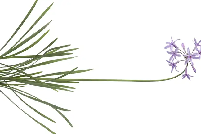 how to grow society garlic 2