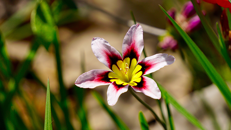 how to grow sparaxis 2