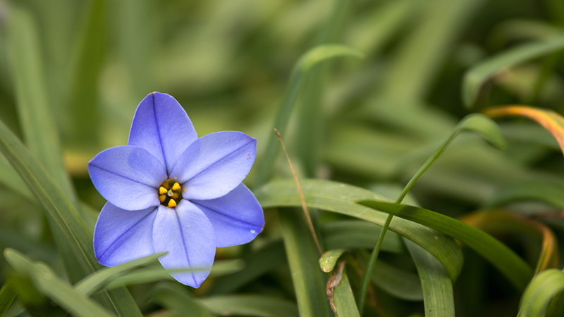 how to grow spring stars 2