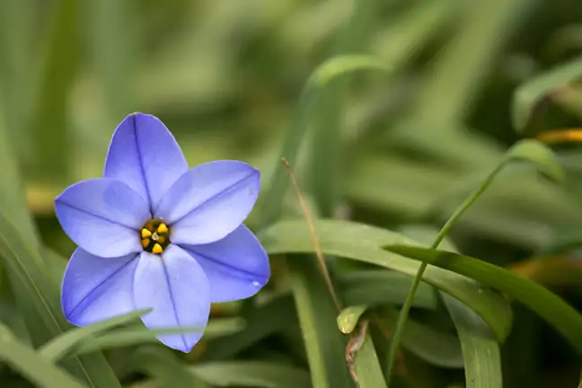 Spring Satar How to Grow Spring Stars | Yates Australia