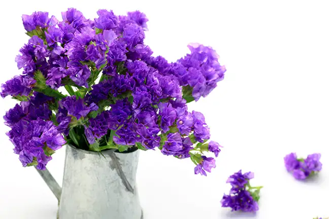 how to grow stactice 2