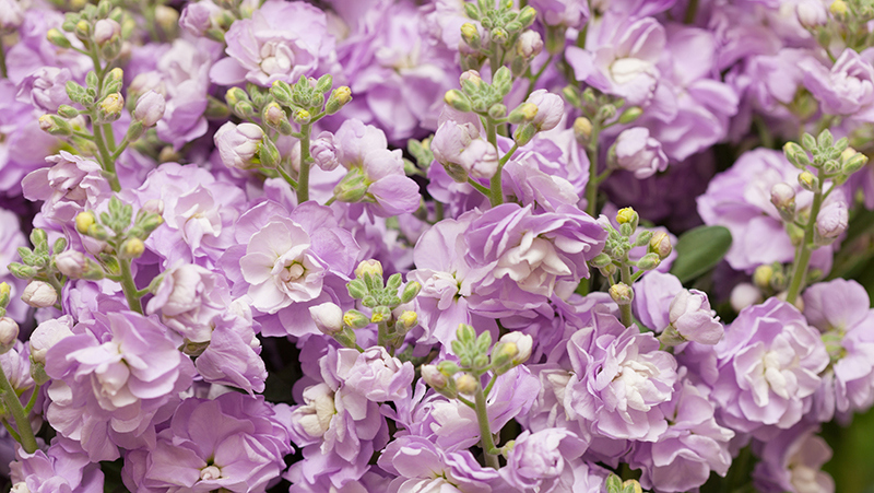 Stock Plant : Night Scented Stock Flower Seed Savers Exchange / Its latin name reveals nautical origins, and in fact, it was originally found rambling along the salty shores of the mediterranean.
