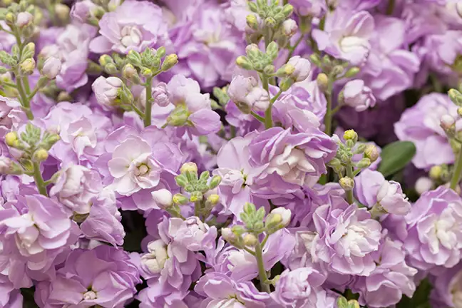 how to grow stocks 2