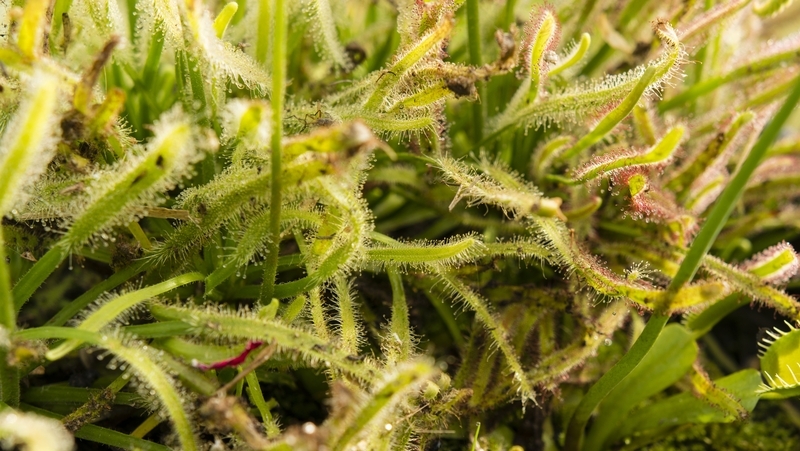 how to grow sundew plant 2