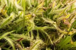 how to grow sundew plant 2