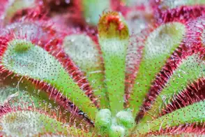 how to grow sundew plant 3