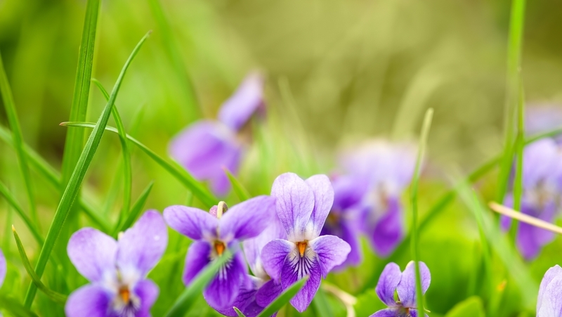 how to grow sweet violet 2