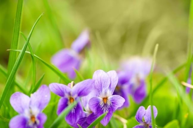 how to grow sweet violet 2