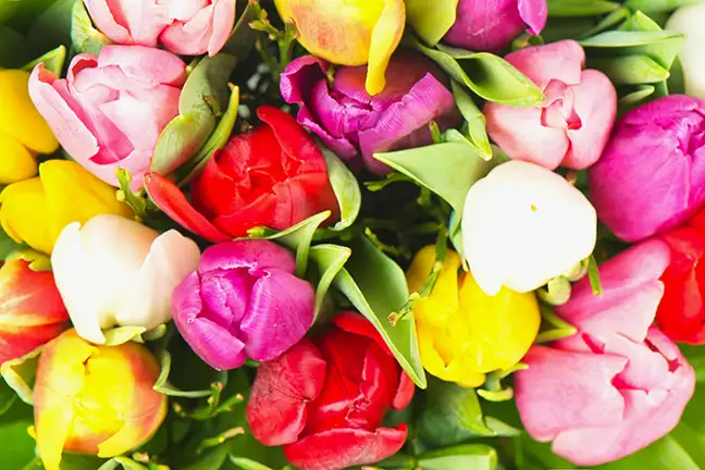 how to grow tulips 2