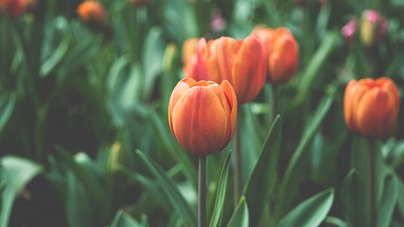 a bed of orange flowering tulips