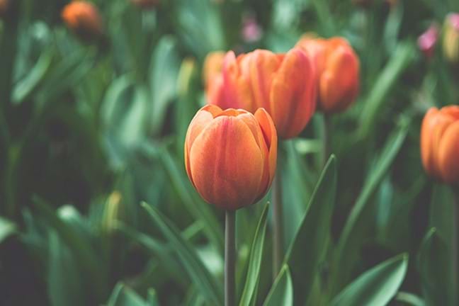 how to grow tulips 3