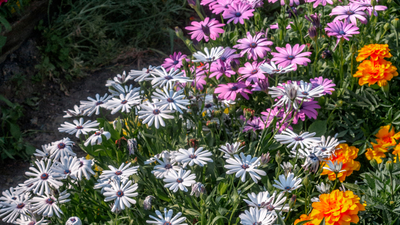 how to grow veldt daisy 3