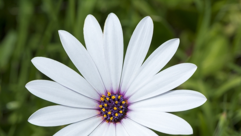 how to grow veldt daisy 2