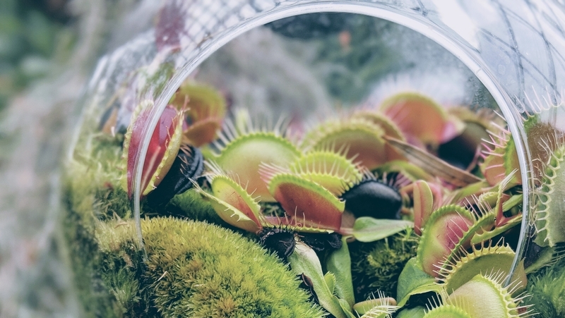 how to grow venus fly trap 2