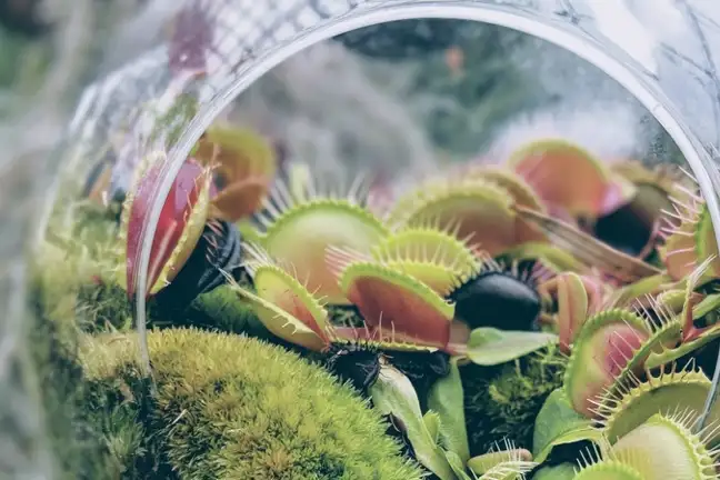 how to grow venus fly trap 2