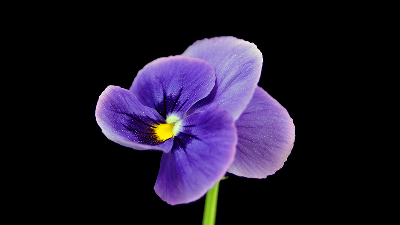 how to grow violas 3