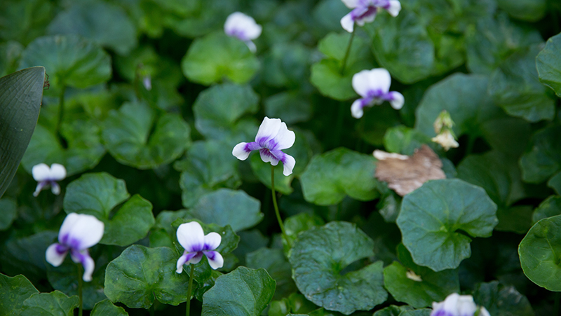 how to grow violas 2