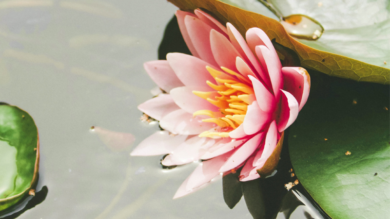 how to grow water lily 2