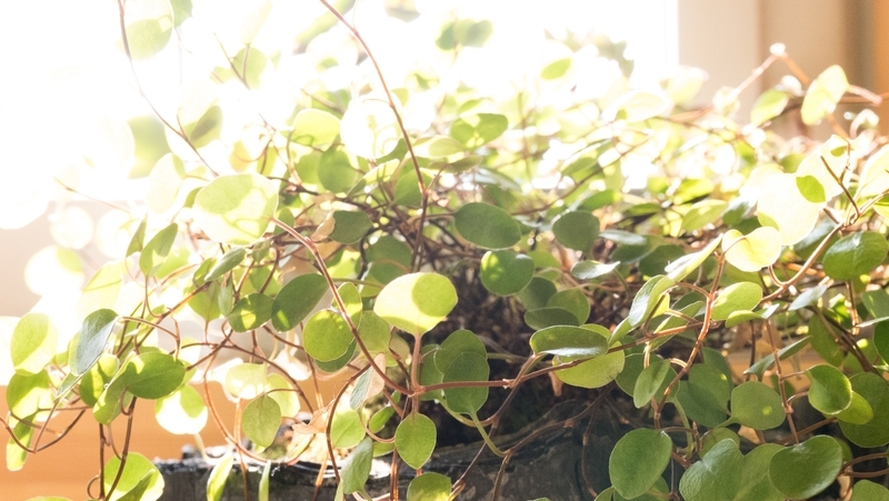 how to grow wire vine 3