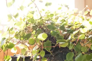 how to grow wire vine 3