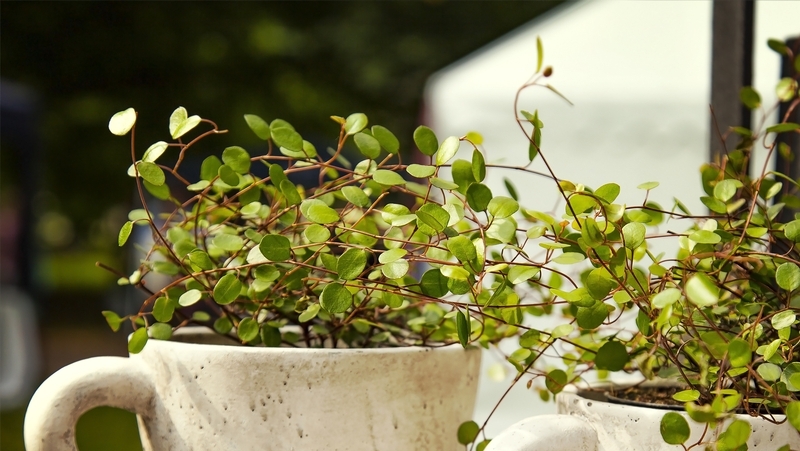 how to grow wire vine 2