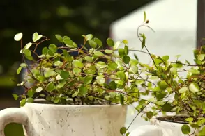 how to grow wire vine 2