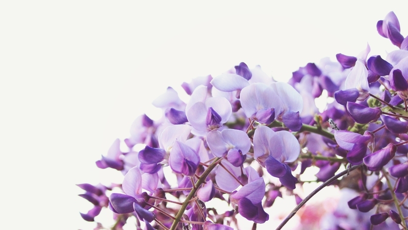 how to grow wisteria 3