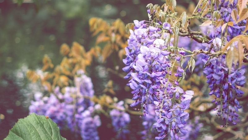 how to grow wisteria 5