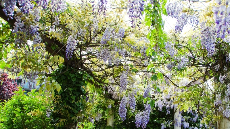 how to grow wisteria 2