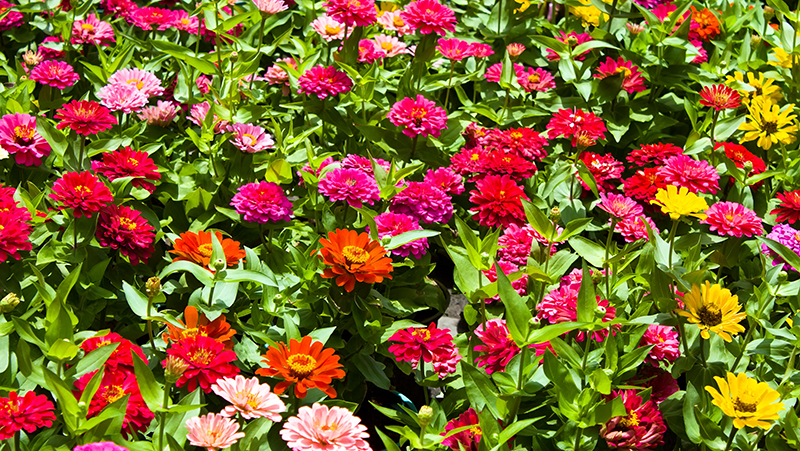 how to grow zinnia 2