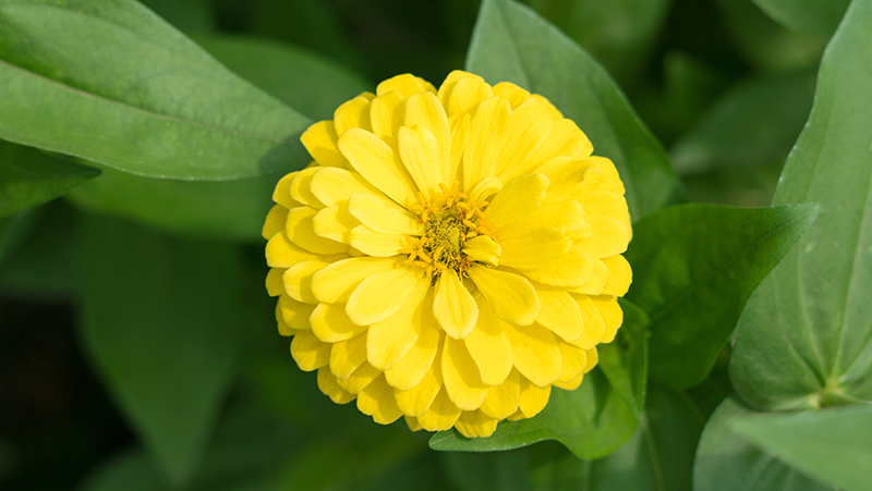 how to grow zinnia 3