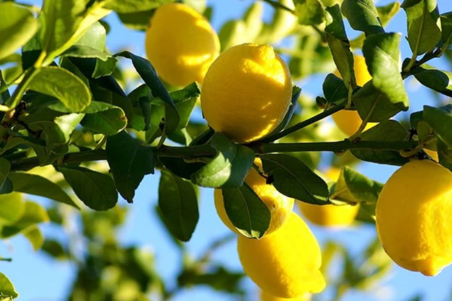 how to grow lemons 1