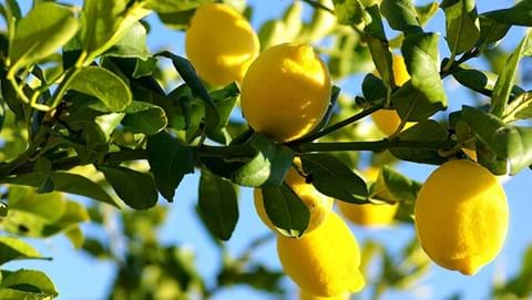 How to Grow Lemons