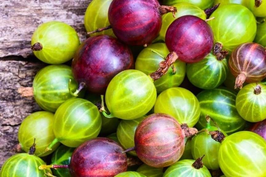 How to Grow Gooseberry