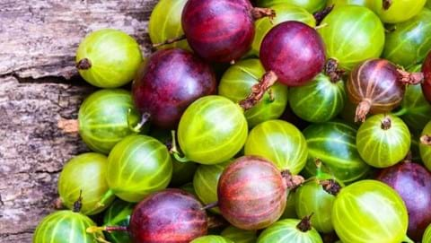 How to Grow Gooseberry