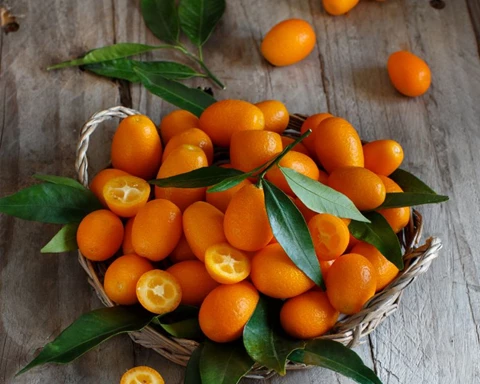 How to Grow Cumquat