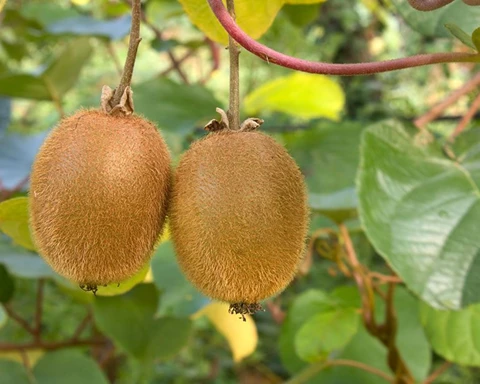 How to Grow Kiwifruit