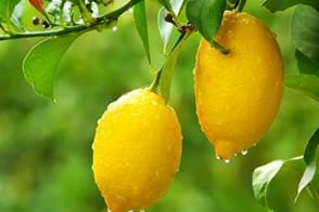 What you need to know about lemon trees