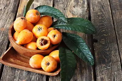 Loquat