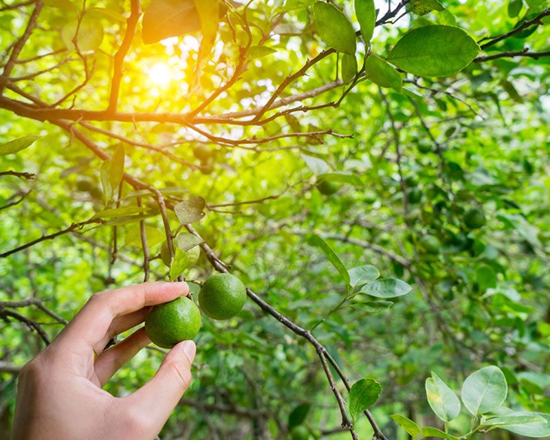 How to grow Macadamias