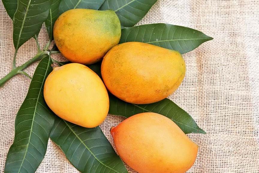 In Season: Mangoes, Everything to Know about Mangoes