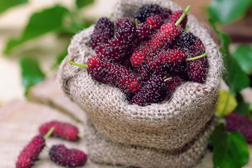 How to Grow Mulberry